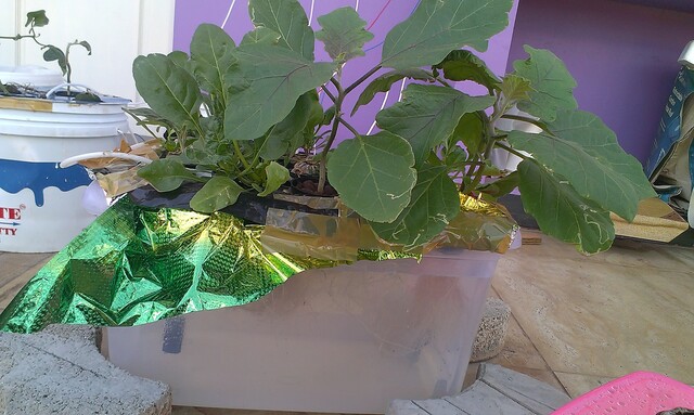 Hydroponics-DWC-brinjal-2-640px.jpg