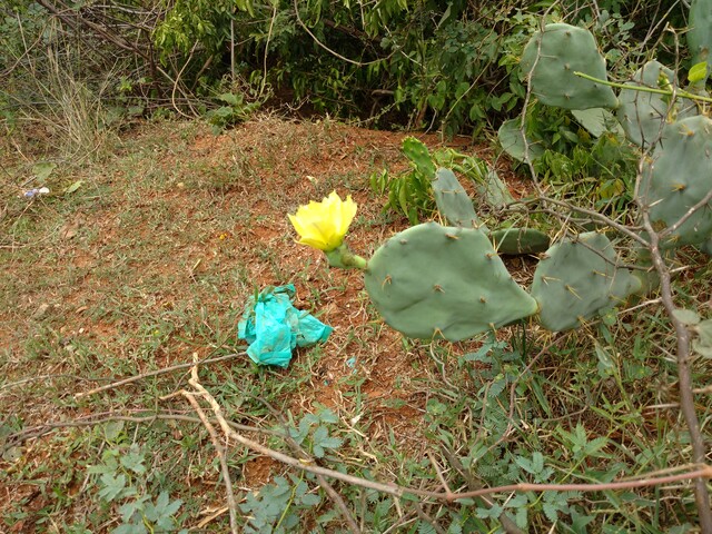 cactus-640px.jpg