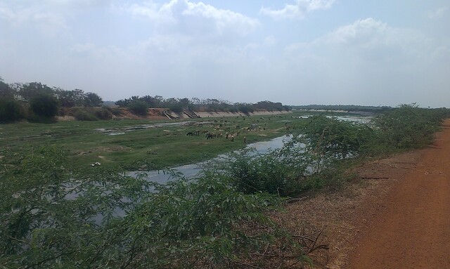 A canal with very little water and overgrown with grass. Cattle are grazing the grass.