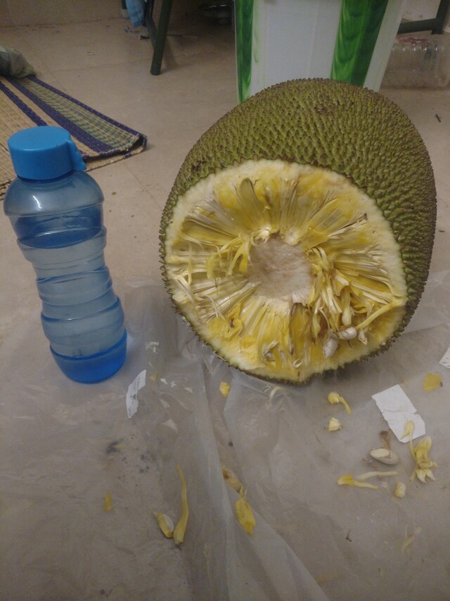 Jackfruit cut open. Shows small but delicious and yellow colored individual fruits.