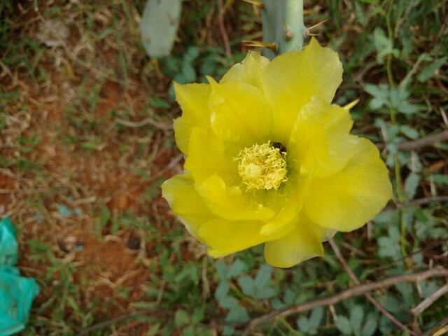 flowerbee-640px.jpg