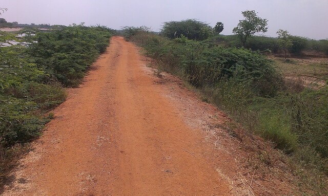 Mud path with shrubs on either side